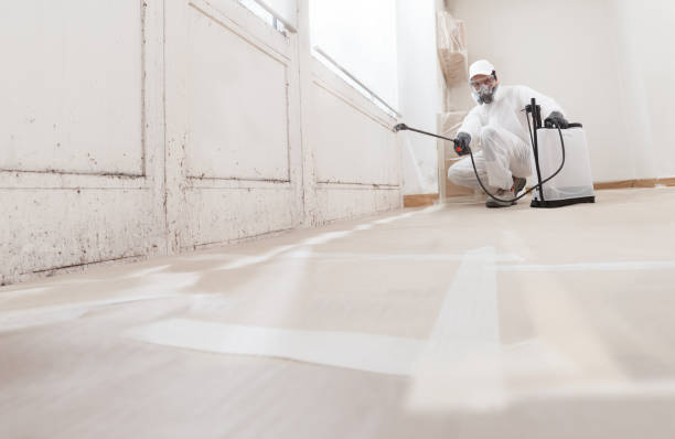 Black mold remediation team in Franklin